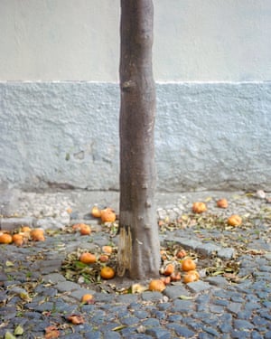 شجرة برتقال في واحدة من العديد من الأزقة المرصوفة بالحصى.