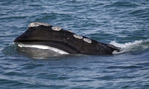 إن عادة الحيتان اليمنى التي تتغذى على مهل على السطح جعلتها مثالية للصيد وتتركها الآن عرضة لضربات السفن والتورط في الشباك.
