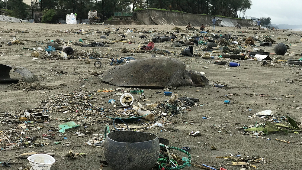 سلحفاة البحر الميت شوهدت على شاطئ في كوكس بازار في 12 يوليو 2020. - قال نشطاء بنغلادش أخضر في 12 يوليو أن مئات السلاحف البحرية طفت على الشاطئ وقتل 20 على الأقل بسبب أطنان من 