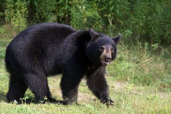 black bear metro