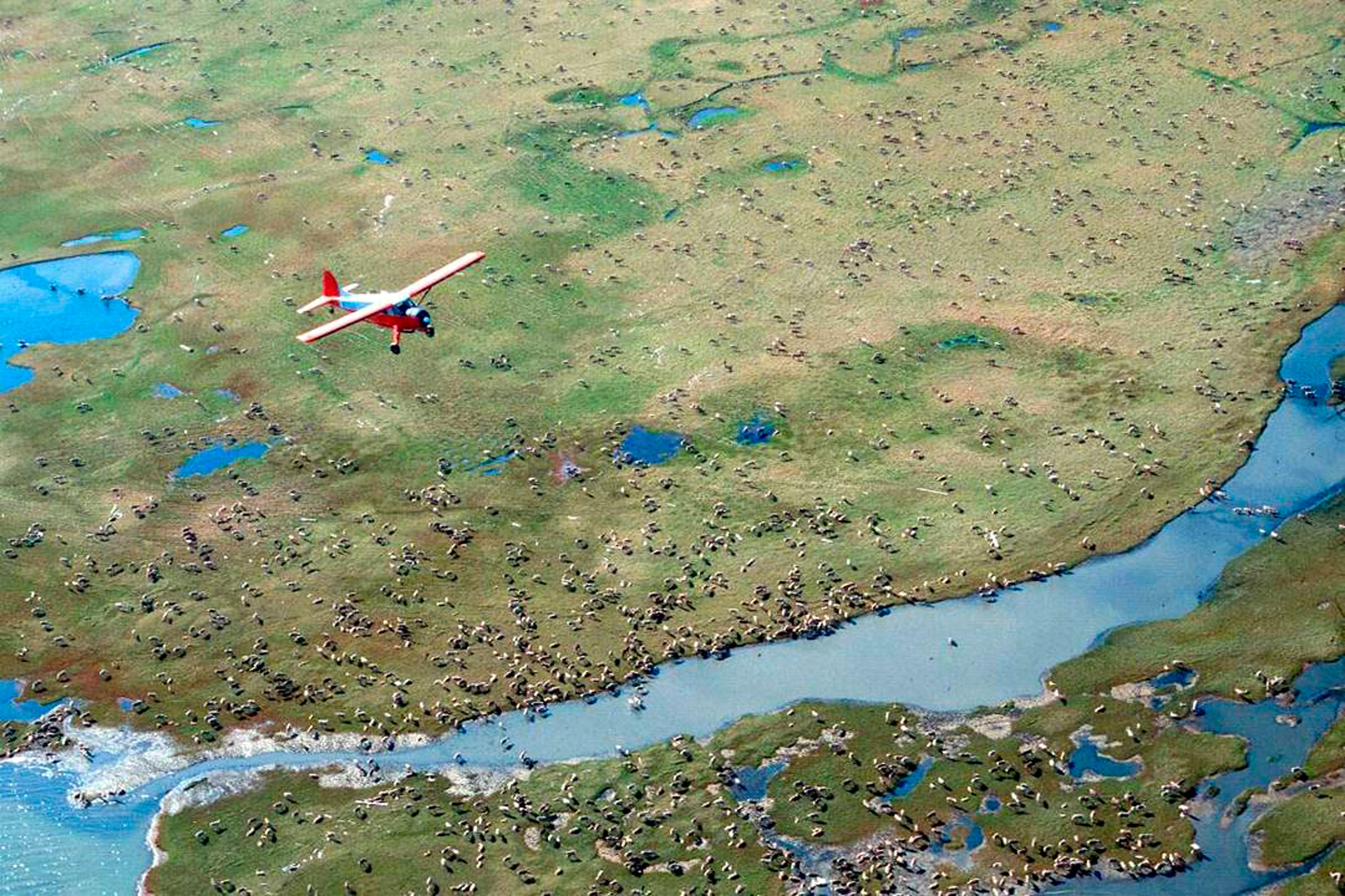 طائرة تحلق فوق الوعل من قطيع كاريبو النيص على السهل الساحلي لمحمية القطب الشمالي الوطنية للحياة البرية في شمال شرق ألاسكا.