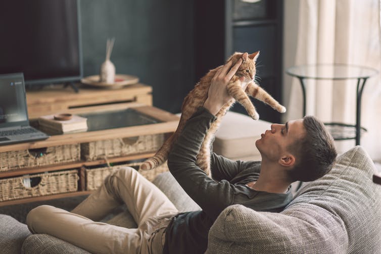 مالك يلعب مع قطة أثناء الاسترخاء على الأريكة الحديثة في غرفة المعيشة الداخلية.