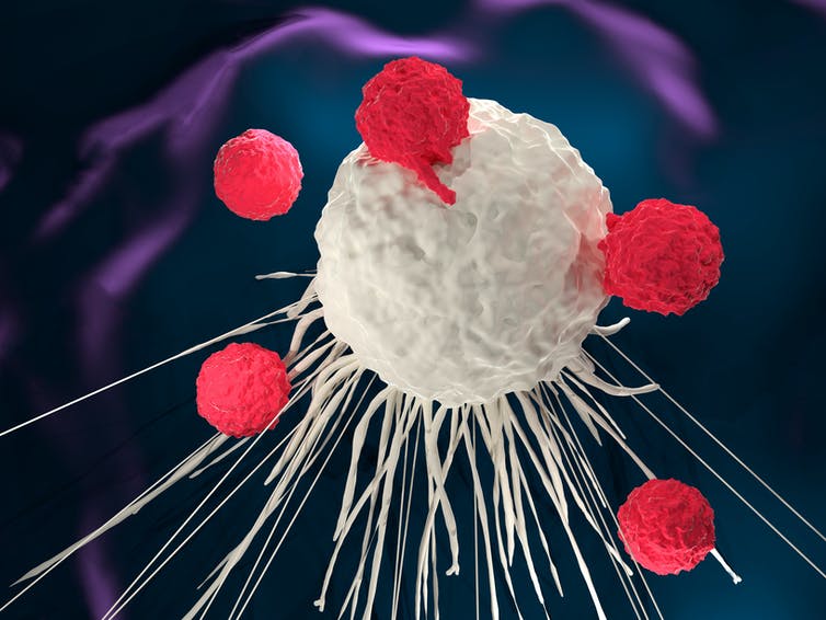 رسم ثلاثي الأبعاد لخلايا تي تهاجم خلية سرطانية.