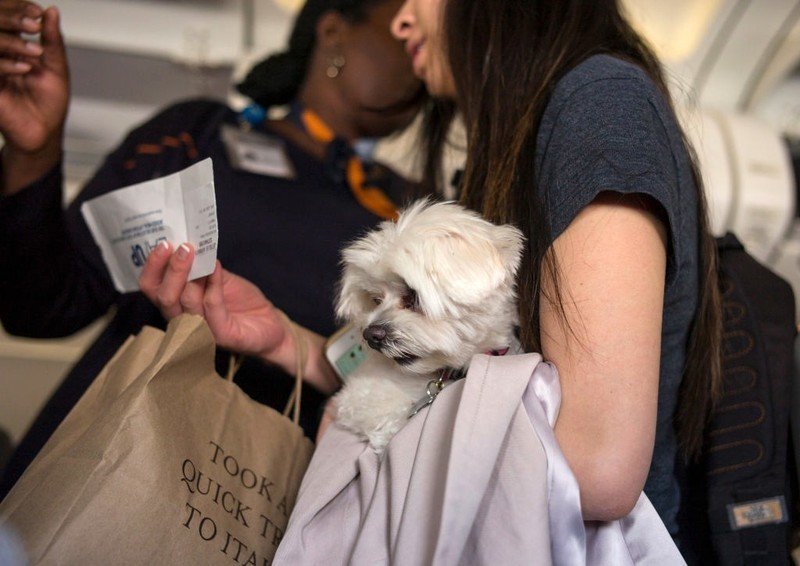 نيويورك ، نيويورك - 14 مايو: امرأة تحمل كلبًا تسأل مضيفة طيران جيت بلو عن موقع مقعدها في 14 مايو 2017 في مطار جون إف كينيدي في حي كوينز بمدينة نيويورك.  رئيس