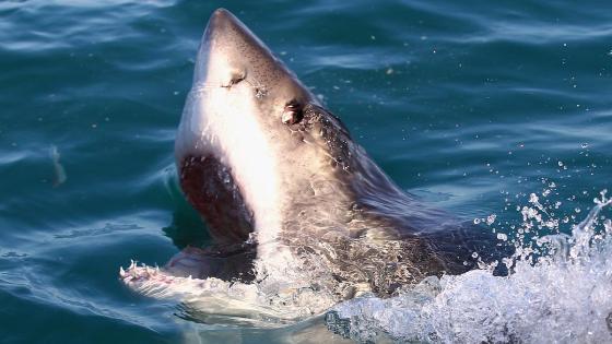 أسماك القرش البيضاء الكبيرة “أكثر احتمالاً” تسبح قبالة سواحلنا