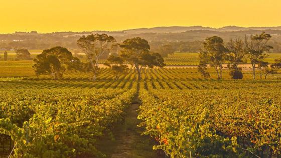 صناعة النبيذ من جريناش: رحلة بأستراليا