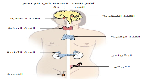 الغدد الصماء