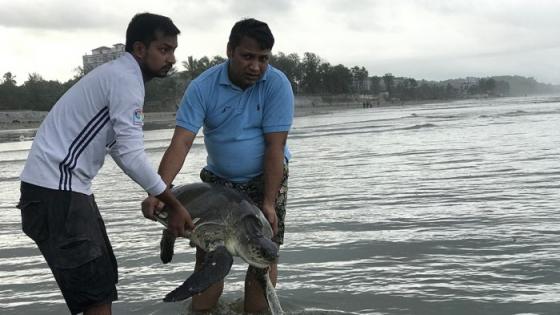عمليات إنقاذ السلاحف بشاطئ بنجلاديش