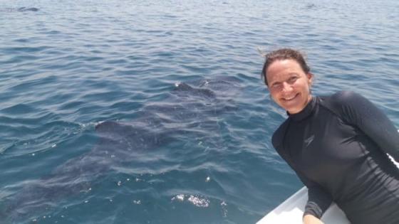 السباحة مع أسماك القرش المهددة بالانقراض في قطر
