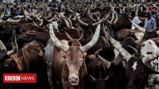 أبقار للصوص التائبين في نيجريا