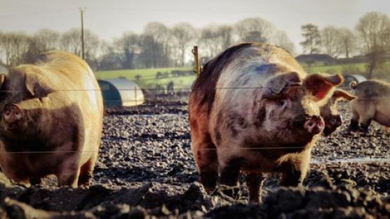 انتشار حمى الخنازير يهدد مزارعي الاتحاد الأوروبي