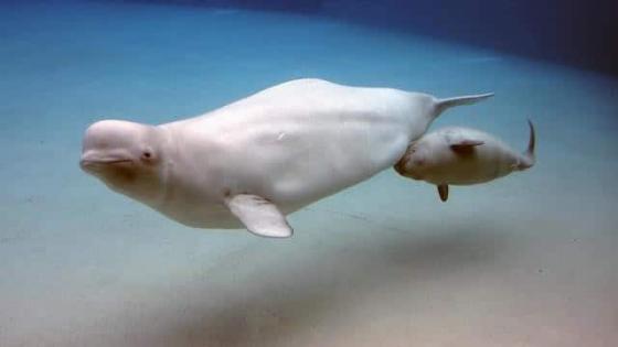 تسبح حيتان بيلوجا لأول مرة في محمية بحرية جديدة بالمياه المفتوحة