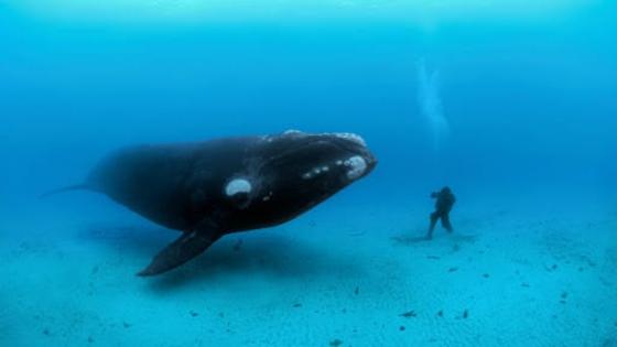 الحيتان في شمال الأطلنطي على بعد خطوة من الانقراض