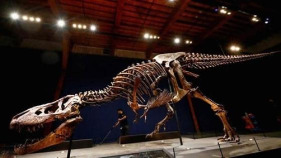 طرح أكبر الهياكل العظمية لـ T-rex للبيع بالمزاد