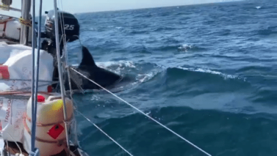 عصابات الحيتان القاتلة تهاجم القوارب قبالة إسبانيا