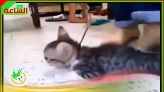 فيديو تعذيب القطة يشعل السوشيال ميديا مجددا