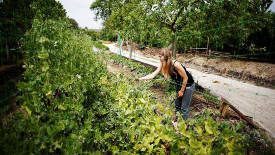 بروكسل تكافح من أجل التوفيق بين الأهداف الخضراء والإصلاح الزراعي – بوليتيكو