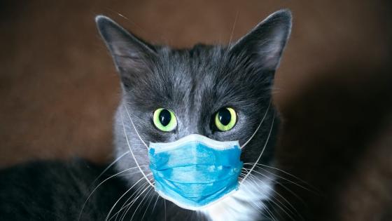 هل ينتقل فيروس كورونا من القطط إلى البشر؟