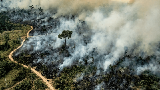 ارتفاع حرائق غابات الأمازون بالبرازيل