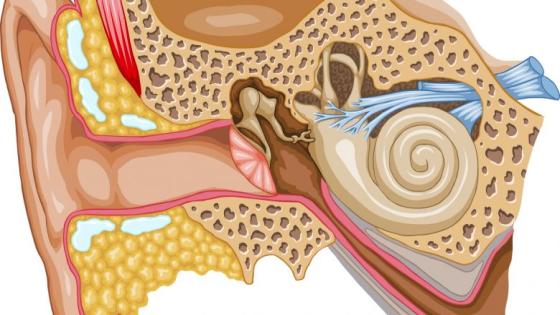 الأذن الوسطى والخارجية والتهابها
