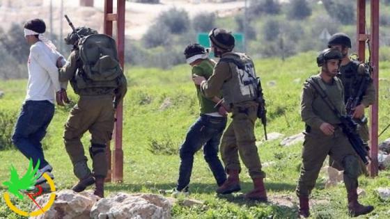 الاحتلال يعتقل 12 فلسطينيا في الضفة المحتلة