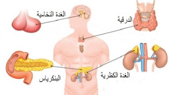 شرح حول الامراض التى تصيب الغدد الصماء