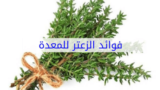 فوائد الزعتر للمعدة