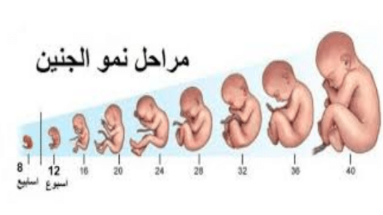 مراحل نمو الجنين فى شهور الحمل