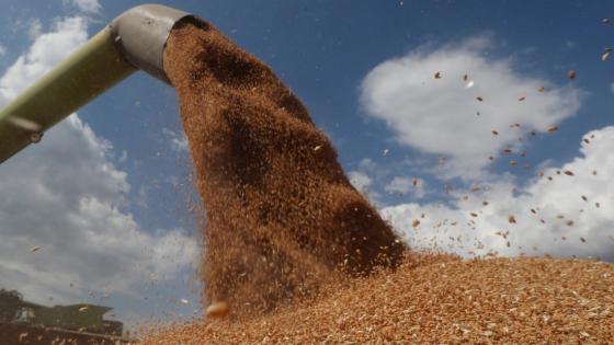 الهند تعلن استعدادها لبدء تصدير القمح إلى مصر