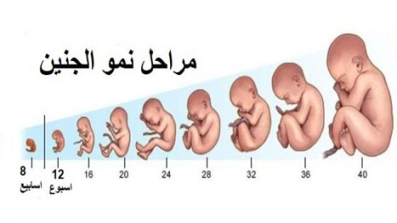 مراحل نمو الطفل في أسابيع الحمل